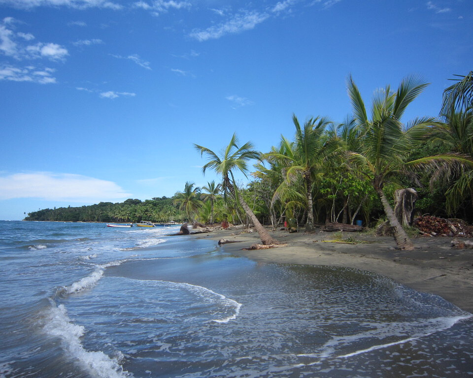 Beach and Palm trees swaying.