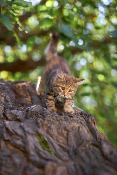 A cat walking on a tree

Description automatically generated