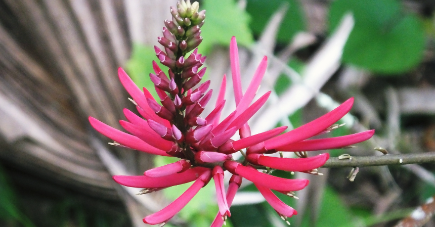 A vibrant coral bean flower with bright red tubular petals.