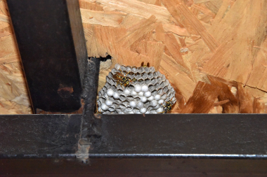 signs that your homes insulation isnt performing well wasp nest in attic space custom built michigan