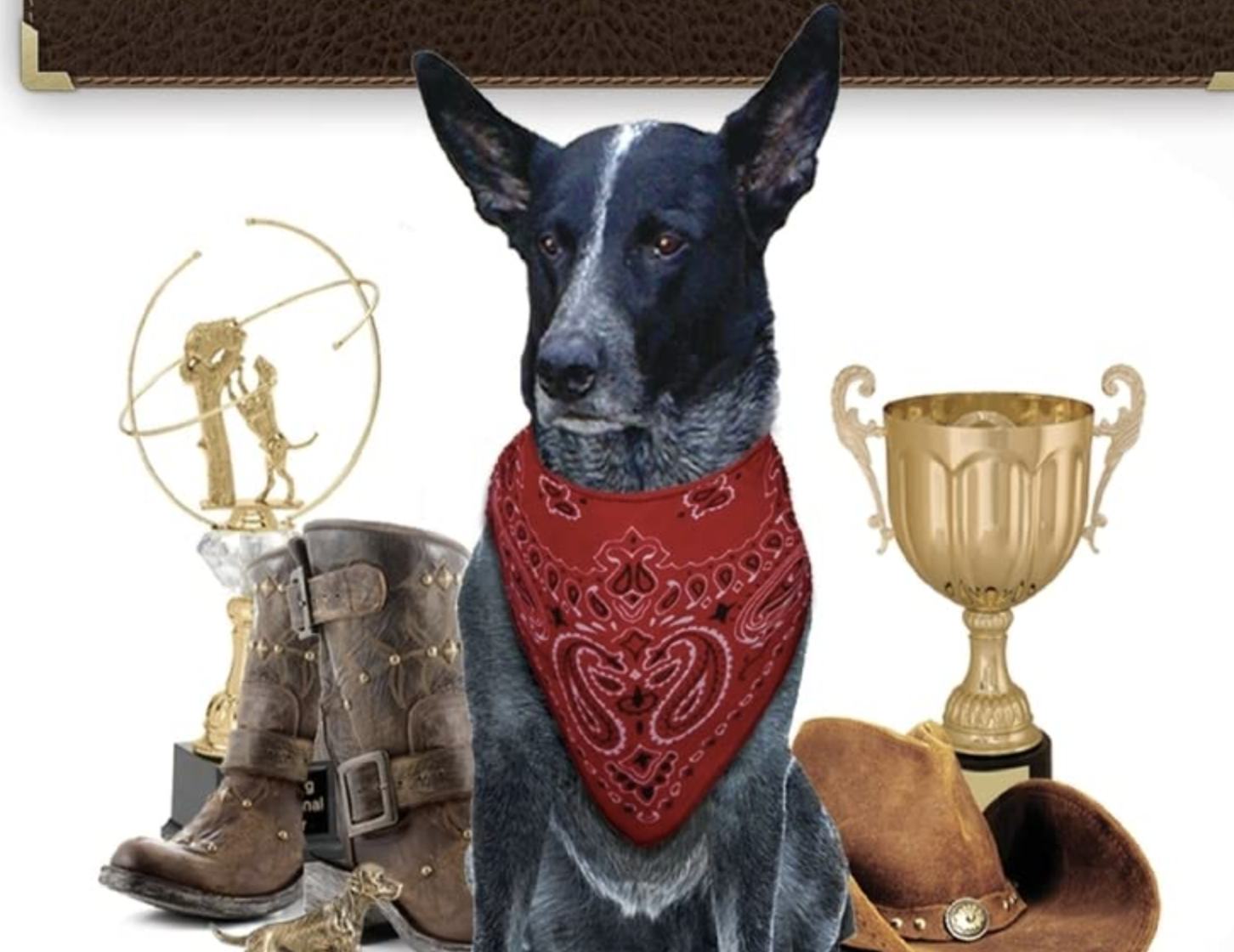 Photo of Skidboot, a Blue Heeler rodeo dog