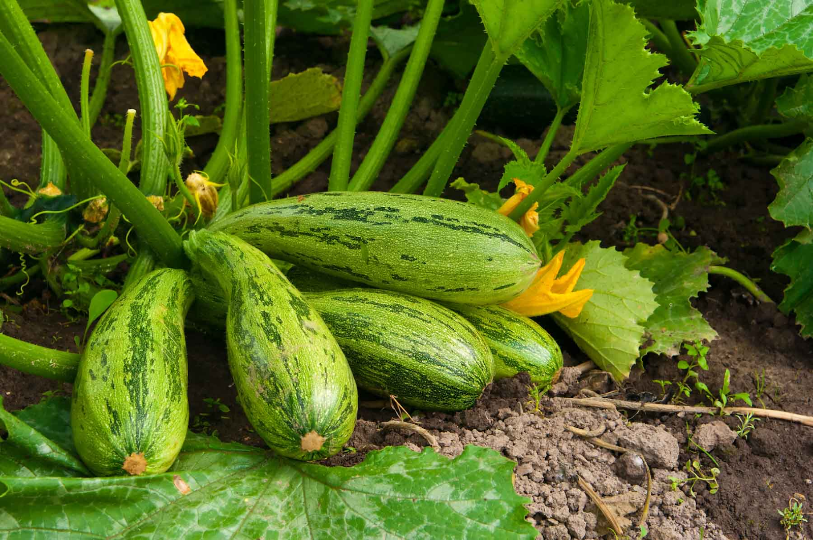 How to grow squash