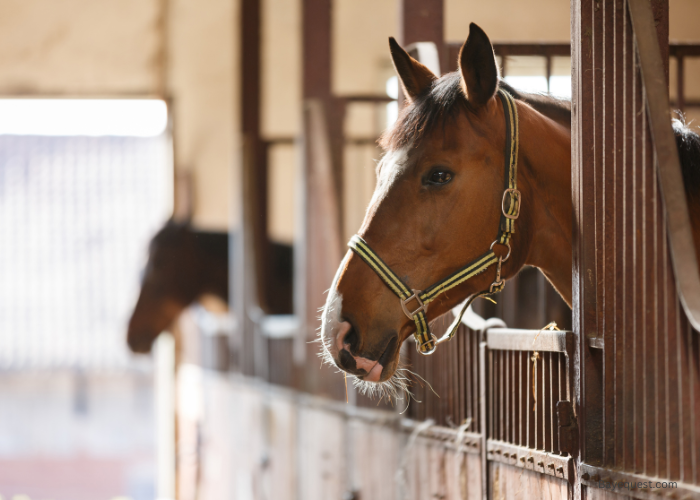 Horse Stall Size