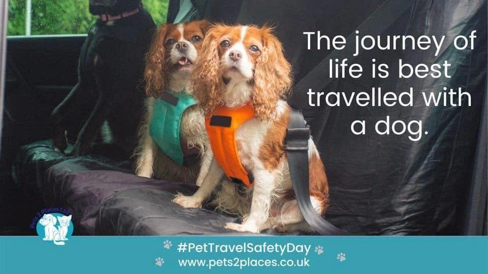 2 cavalier king charles spaniels wearing crash tested harnesses in a car