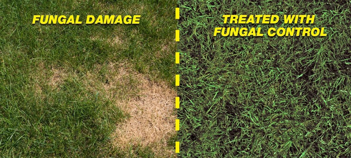 Fungal Affected Lawn vs. Treated Lawn