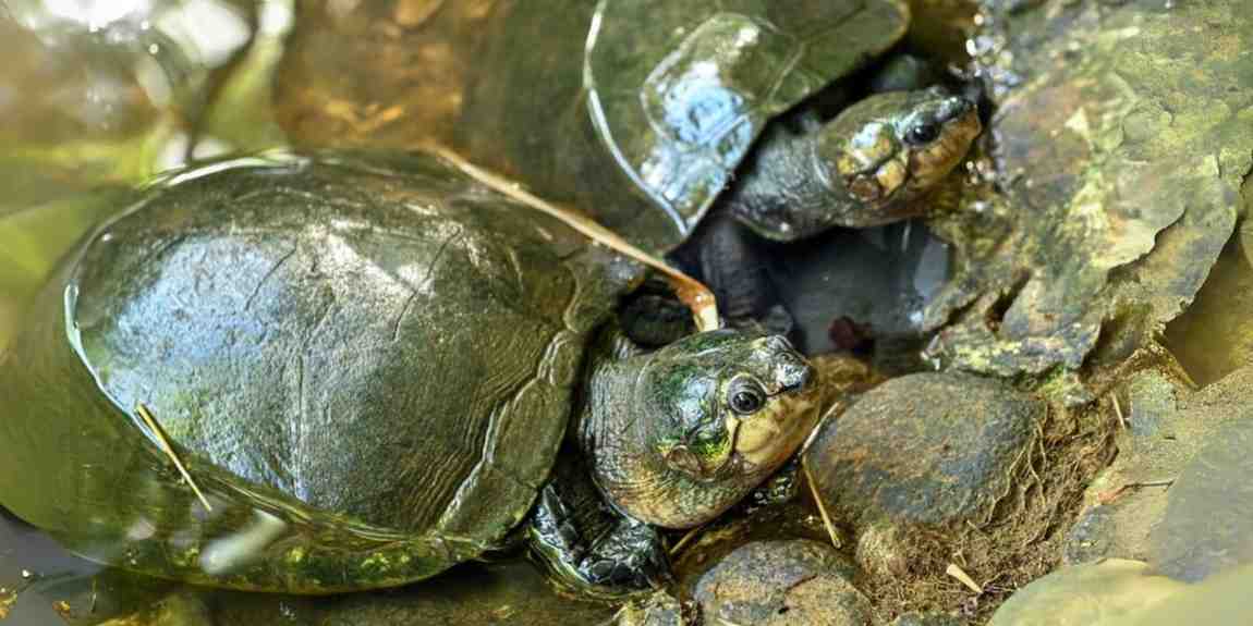 Madagascar Big-Headed Turtle Population