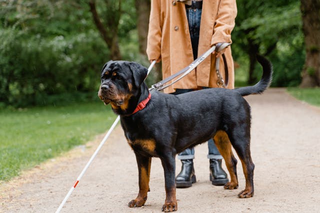 service animals on a leash