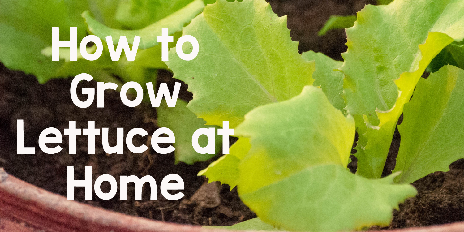 Grow Lettuce at Home