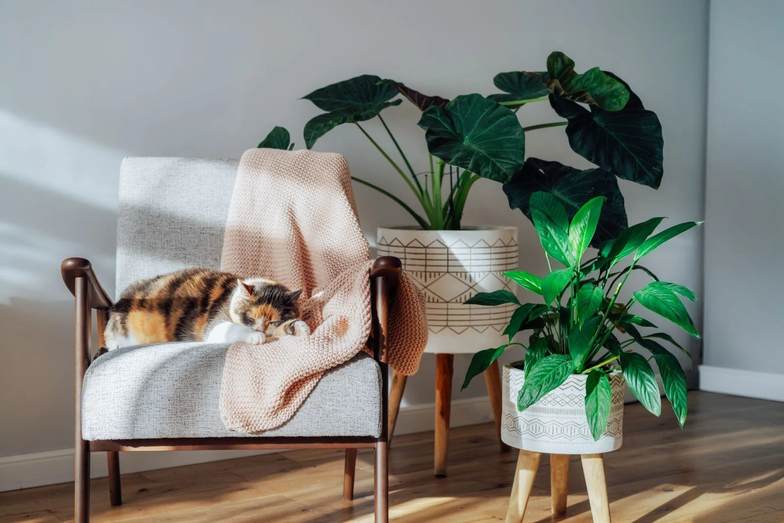 Explore the Pet-Friendly Amenities