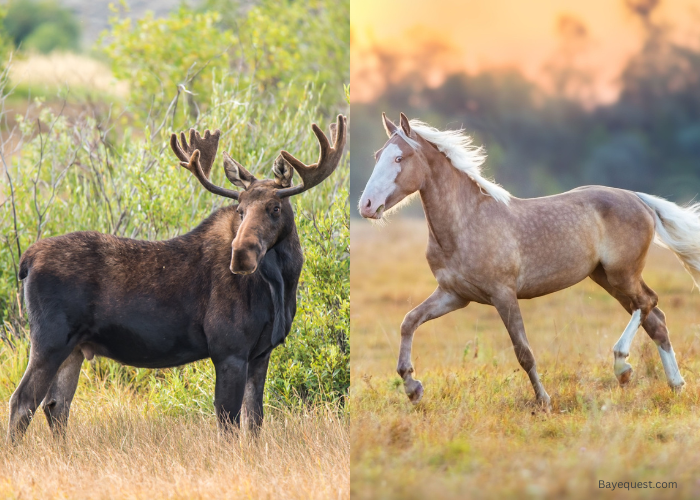 Moose Vs Horse