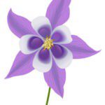 Columbine Flower