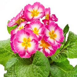 Primrose Flower