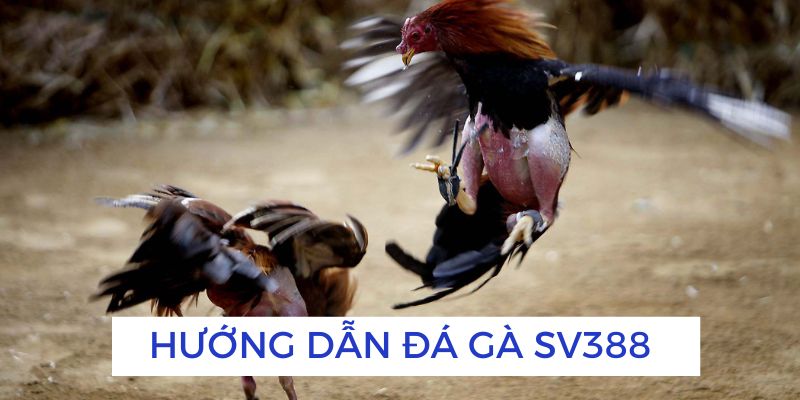 Hướng dẫn đá gà SV388 chuẩn nhất cho người mới