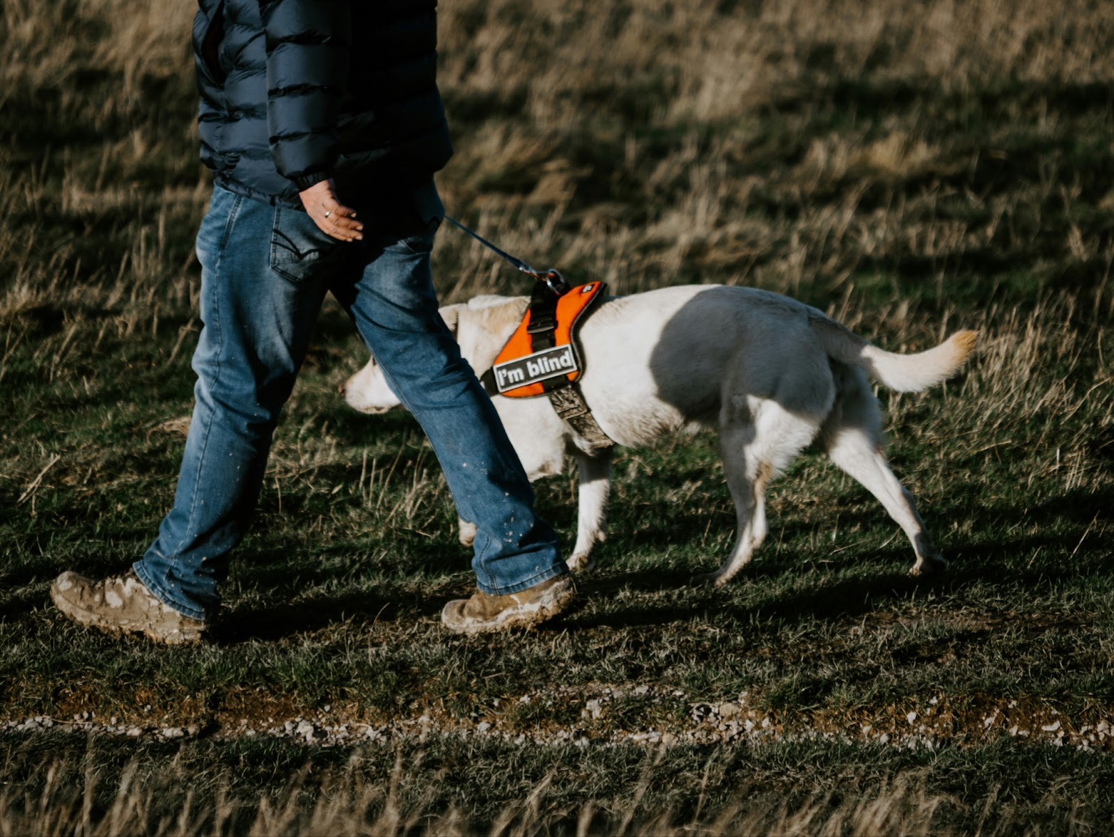 The image shows a person walking with a white guide dog. The dog is wearing a bright orange vest with the words "I'm blind" written on it, indicating that the dog itself is blind. The person is holding the dog's leash, and they are walking on a grassy field.