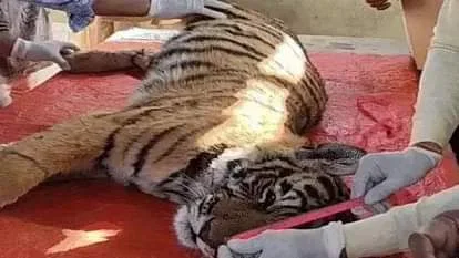 Rajasthan News: Tigress T-125's cub dies in Ranthambore National Park, 17 tigers have died in last 2 years