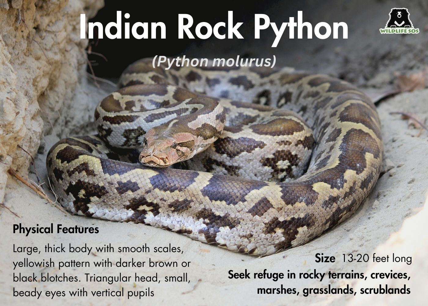 Indian Rock python infographic