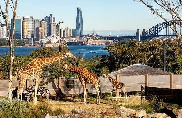 taronga-zoo-o-sydney