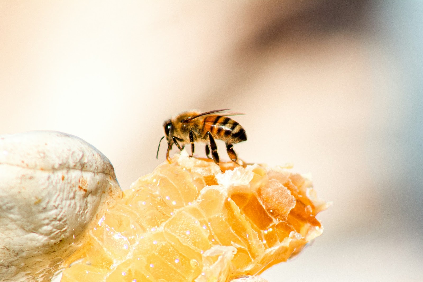 honeybee sucking at honeycomb