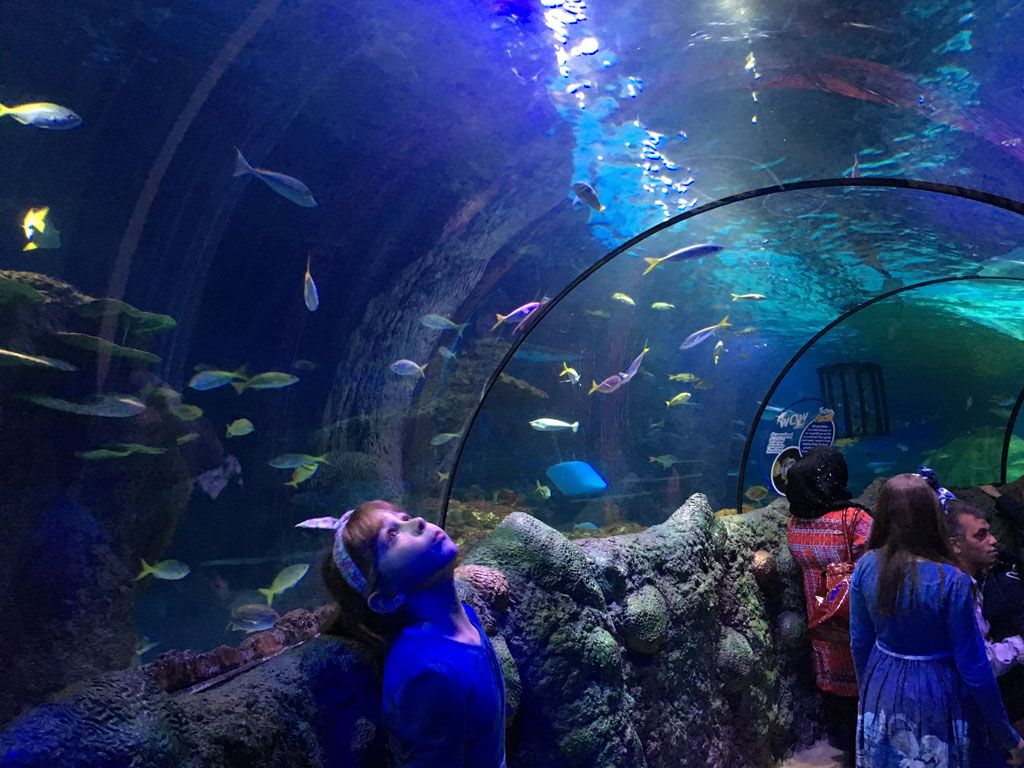 things to do in manchester with toddlers sea life