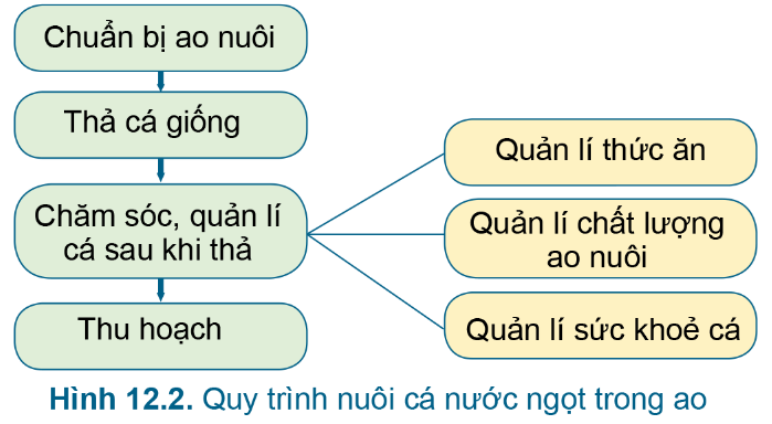 BÀI 12.QUY TRÌNH NUÔI CÁ NƯỚC NGỌT TRONG AOMỞ ĐẦUCâu hỏi: Em hãy cho biết sự khác biệt về vật liệu xây dựng ao nuôi thủy sản trong Hình 12.1.Đáp án chuẩn:- Hình 12.1a : Đất sét- Hình 12.1b : Đổ bê tông- Hình 12.1c : Kè đá1. GIỚI THIỆU CHUNG VỀ QUY TRÌNH NUÔI CÁ NƯỚC NGỌT TRONG AOCâu hỏi : Em hãy nêu quy trình nuôi cá nước ngọt trong ao ở Hình 12.2Đáp án chuẩn:Chuẩn bị ao => Thả cá giống => Chăm sóc, quản lí cá sau khi thả => Thu hoạchLuyện tập : Em hãy quan sát Hình 12.3 và chỉ rõ các hoạt động nuôi cá nước ngọt trong aoĐáp án chuẩn:Hình 12.2a: Xử lý, chuẩn bị ao nuôi: vét bùn đáy đắp bờHình 12.2b: Tát nướcHình 12.2c:  Thả cáHình 12.2d: Sục nướcHình 12.2e: Cho cá ănHình 12.2g: Thu hoạch cá2. QUY TRÌNH NUÔI CÁ NƯỚC NGỌT TRONG AO2.1.Chuẩn bị ao nuôiCâu hỏi : Chuẩn bị ao nuôi cho cá nước ngọt gồm những công việc gì ?Đáp án chuẩn:- Làm cạn nước trong ao.- Vệ sinh xung quanh ao, lắp hệ thống hang hốc, sửa cống và lắp lưới chắn.- Vét bớt bùn đáy và san phẳng đáy ao.- Bón vôi để cải tạo đáy ao và diệt mầm bệnh.- Phơi đáy ao khoảng 2-3 ngày.- Lọc nước qua túi lọc vào ao độ sâu 30-50 cm trước khi thả cá giống.Luyện tập : Hãy mô tả các hoạt động cải tạo ao nuôi trong hình 12.4Đáp án chuẩn:- Hình 12.4a: Phơi đáy ao- Hình 12.4b: Làm vệ sinh xung quanh ao- Hình 12.4c: Vét bùn đáy, san phẳng đáy ao- Hình 12.4d: Bón vôi cải tạo đáy ao và diệt mầm bệnh2.2.Thả cá giống Câu hỏi : Vì sao nên ghép các loài cá sống ở tầng nước khác nhau và không cạnh tranh về thức ăn.Đáp án chuẩn:Tận dụng triệt để không gian sống, cho hiệu quả kinh tế cao nhất.VD. 1. Quan sát Hình 12.5, cho biết vì sao các loài cá này có thể nuôi ghép được với nhau?2. Khi thả cá giống, cần quan tâm đến những yếu tố nào?Đáp án chuẩn:1. Vì ăn uống khác nhau và sống ở các tầng nước khác nhau.2. Nguyên tắc ghép các loài cá: mùa vụ, mật độ, yêu cầu chất lượng và cách thả.2.3.Chăm sóc, quản lí cá sau khi thảCâu hỏi: Chăm sóc, quản lí cá sau khi thả bao gồm những công việc nào?Đáp án chuẩn:Quản lí thức ăn cho cá, chất lượng nước ao nuôi, sức khỏe cáLuyện tập :1.Hãy tìm hiểu về thức ăn của một loại cá nước ngọt được nuôi phổ biến.2.Hãy giải thích hiện tượng cá nổi đầu. Cần xử lí như thế nào khi gặp hiện tượng này ?Đáp án chuẩn:1. Cá basa ăn cá con, giun, ốc, côn trùng, rau, bèo cám.2. - Ao nuôi thiếu oxy và nhiễm khí độc.- Đổ nước mới vào ao nhiều hơn, ngừng bón phân và cho cá ăn.2.4.Thu hoạchCâu hỏi : Khi nào thì nên thu tỉa, thu toàn bộ? Vì sao?Đáp án chuẩn:- Thu tỉa: con to đạt tiêu chuẩn thu hoạch - Thu toàn bộ: phần lớn cá đạt tiêu chuẩn thu hoạch, thảo cạn bớt 1/3 3. LẬP KẾ HOẠCH, TÍNH CHI PHÍ CHO VIỆC NUÔI CÁ RÔ PHI TRONG AO