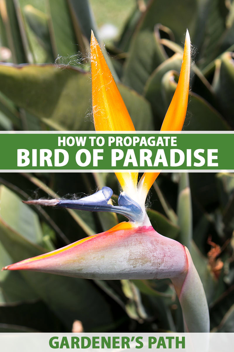 How to Propagate White Bird of Paradise