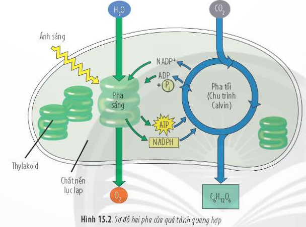 BÀI 15 - TỔNG HỢP CÁC CHẤT VÀ TÍCH LŨY NĂNG LƯỢNGMỞ ĐẦUCâu 1: Hiện nay, một trong những biện pháp góp phần hạn chế hiệu ứng nhà kính hiệu quả là bảo vệ rừng, trồng nhiều cây xanh nhằm làm giảm hàm lượng CO2 trong khí quyền. Biện pháp này được đưa ra dựa trên cơ sở nào?Đáp án chuẩn:Thực vật sử dụng CO2 để tổng hợp glucose, là cơ sở của biện pháp bảo vệ rừng và trồng cây xanh để giảm hàm lượng CO2 trong khí quyển.I. KHÁI NIỆM TỔNG HỢP CÁC CHẤT TRONG TẾ BÀOCâu 1: Cho một số ví dụ về quá trình tổng hợp các chất trong tế bào (nêu rõ nguyên liệu tham gia, loại liên kết và sản phẩm được hình thành)Đáp án chuẩn:Tổng hợp protein có nguyên liệu là amino acid, loại liên kết là peptit, sản phẩm là protein.Câu 2: Tại sao nói các quá trình tổng hợp các chất song song với quá trình tích lũy năng lượng?Đáp án chuẩn:Trong quá trình tổng hợp, các chất phản ứng hình thành liên kết hóa học với nhau để tạo ra sản phẩm, và năng lượng trong các liên kết hóa học của chất phản ứng được tích lũy trong liên kết hóa học của sản phẩm.Luyện tập: Ở người, tại sao khi quá trình tổng hợp isulin (một loại hormone điều hòa hàm lượng đường trong máu) của tuyến tụy bị ức chế sẽ dẫn đến nguy cơ mắc bệnh tiểu đường?Đáp án chuẩn:Insulin là hormone ức chế sự chuyển hóa glycogen thành glucose và giúp glucose đi vào máu. Nếu sản xuất insulin bị ức chế, glycogen sẽ tiếp tục chuyển hóa và đưa glucose thừa vào máu, gây ra hiện tượng đái tháo đường.II. QUANG HỢPCâu 3: Từ phương trình tổng quát, hãy cho biết nguyên liệu và sản phẩm của quang hợp là gì?Đáp án chuẩn:Nguyên liệu của quá trình quang hợp là: cacbonic, nước Sản phẩm là cacbohydrate và khí oxi.Câu 4: Dựa vào hình 15.2, hãy phân biệt pha sáng và pha tối về: nơi diễn ra, điều kiện ánh sáng, nguyên liệu tham gia và sản phẩm tạo thành.Đáp án chuẩn:* Pha sáng:  - Là quá trình chuyển đổi năng lượng ánh sáng đã được hệ sắc tố hấp thụ thành năng lượng của ATP và NADPH.  - Diễn ra ở thylakoid.  - Sử dụng năng lượng ánh sáng mặt trời và phân ly nước để giải phóng oxi.  - Sản phẩm: ATP, NADPH và O2.* Pha tối:  - Diễn ra ở stroma của lục lạp.  - Sử dụng CO2 và ATP, NADPH từ pha sáng.  - Sản phẩm: Cacbohydrate.Câu 5: Trong pha sáng, quang năng được chuyển hóa thành hóa năng như thế nào?Đáp án chuẩn:Năng lượng ánh sáng được hệ sắc tố hấp thụ để tổng hợp ATP và NADPH qua chuỗi điện tử quang hợp.Câu 6: Quan sát Hình 15.3, hãy cho biết chu trình Calvin gồm mấy giai đoạn? Mô tả diễn biến trong mỗi giai đoạn đó. Đáp án chuẩn:Gồm 3 giai đoạn:- Cacboxyl hóa (cố định CO2): Ribulose bisphosphate (RuBP) kết hợp với CO2 tạo thành hợp chất 6C, sau đó nhanh chóng chia thành hai hợp chất 3C (3-phosphoglycerate - 3PG).- Khử: 3PG được khử thành aldehyde phosphoglycerate (ALPG) với sự tham gia của ATP và NADPH từ pha sáng.- Tái tạo chất nhận: ALPG tái tạo thành RuBP, phần dư sẽ được sử dụng để tổng hợp hợp chất hữu cơ C6H12O6.Câu 7: Hãy vẽ sơ đồ thể hiện vai trò cung cấp nguồn dinh dưỡng cho sinh giới của quang hợp.Đáp án chuẩn:Sơ đồ: Luyện tập: Nếu không có ánh sáng thì pha tối có diễn ra được không? Tại sao?Đáp án chuẩn:Nếu thiếu ánh sáng, pha sáng không xảy ra, dẫn đến thiếu nguyên liệu cho pha tối và do đó pha tối cũng không thể diễn ra.III. HÓA TỔNG HỢP VÀ QUANG TỔNG HỢP Ở VI KHUẨNCâu 8: Hãy cho biết vai trò sau đây của nhóm vi khuẩn nào?a, Đảm bảo sự tuần hoàn của chu trình vật chất trong tự nhiên (chu trình nitrogen)b, Cung cấp nguồn nitrogen cho thực vậtc, Góp phần làm sạch môi trường nướcd, Tạo ra các mỏ quặngĐáp án chuẩn:a, b,  Nhóm vi khuẩn oxi hóa nitrogenc, Nhóm vi khuẩn oxi hóa lưu huỳnhd, Nhóm vi khuẩn oxi hóa sắtCâu 9: Sự khác nhau giữa quang tổng hợp giải phóng oxi và không giải phóng oxi là gì?Đáp án chuẩn:- Quang tổng hợp có giải phóng khí oxy: Sản phẩm là các hợp chất có oxy.- Quang tổng hợp không giải phóng khí oxy: Sản phẩm thường là các nguyên tố khác như lưu huỳnh.Câu 10: Vai trò của quá trình quang tổng hợp ở vi khuẩn có giống với thực vật không? Giải thích.Đáp án chuẩn:Quá trình quang tổng hợp ở vi khuẩn và thực vật có vai trò tương đồng vì cả hai sản phẩm đều là carbohydrate, chuyển đổi năng lượng ánh sáng thành năng lượng hóa học.Câu 11: Quá trình quang khử ở vi khuẩn có góp phần làm sạch môi trường nước không? Giải thích.Đáp án chuẩn:Trên môi trường nước, mùi hôi từ xác động vật chết thường do sự tồn tại của lưu huỳnh. Vi khuẩn oxi hóa lưu huỳnh có khả năng phân giải các xác chết chứa lưu huỳnh thành carbohydrate và lưu huỳnh đơn chất. Quá trình quang khử ở vi khuẩn đóng góp vào việc làm sạch môi trường nước.Luyện tập: Hoạt động của vi khuẩn oxi hoá nitrogen có ý nghĩa gì với quá trình sinh trưởng và phát triển của thực vật?Đáp án chuẩn:Các vi khuẩn oxi hóa nitrogen biến đổi nitơ trong đất và không khí thành các dạng mà thực vật có thể hấp thu. Điều này cung cấp đạm cho quá trình sinh trưởng và phát triển của thực vật.Vận dụng: Hãy đưa ra các bằng chứng để chứng minh rằng: “Tất cả sự sống trên Trái Đất đều phụ thuộc vào quang hợp .Đáp án chuẩn:Quang hợp cho sinh vật tổng hợp carbohydrate và các chất hữu cơ, cung cấp nguồn thức ăn cho sinh vật dị dưỡng. Đồng thời, sinh vật quang hợp hấp thụ CO2 và thải O2, duy trì ổn định hai khí này trong khí quyển, đảm bảo hoạt động hô hấp của sinh vật. Quang hợp chính là nguồn năng lượng và khí O2 cần thiết cho sự sống trên Trái Đất.BÀI TẬP