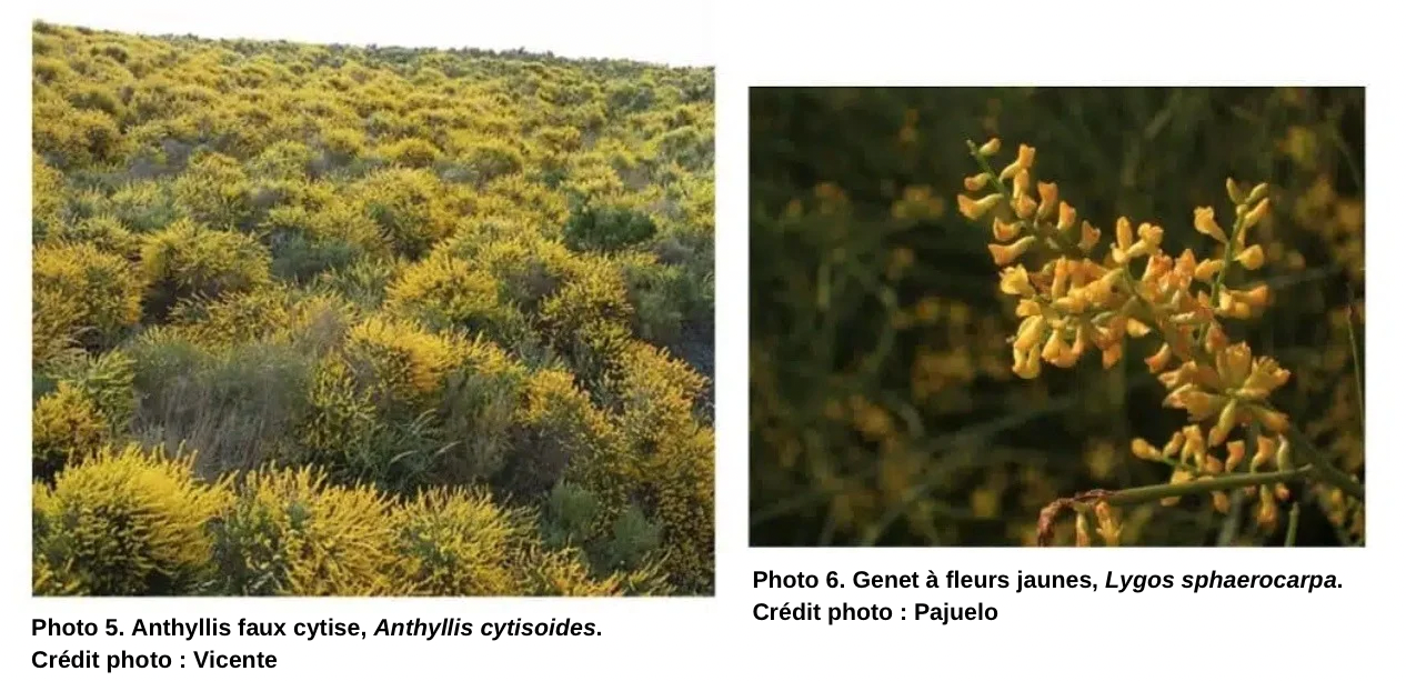 Les principales floraisons pour la récolte de miel de printemps - PLANTES MELLIFÈRES