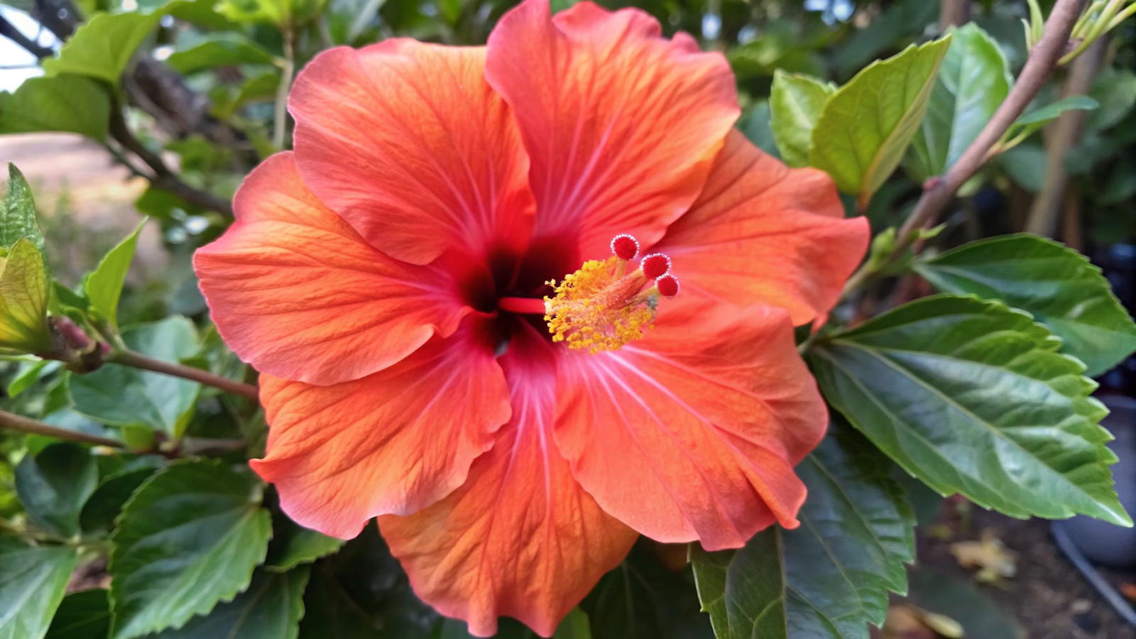 Hibisco (Hibiscus rosa-sinensis) floríferas mais fáceis de cuidar