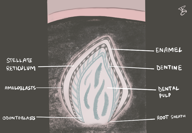 C:\Users\USER\Downloads\Six_Months_Intrauterine_ (1).png