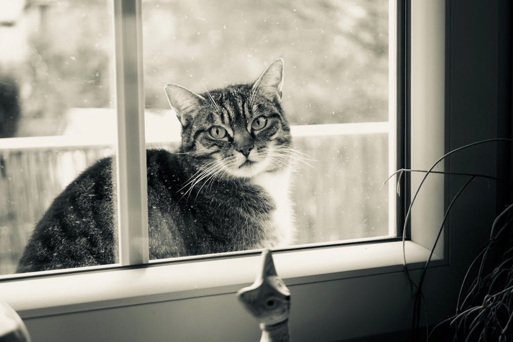 Grayscale Photography of Cat Outside Glass Sliding Window