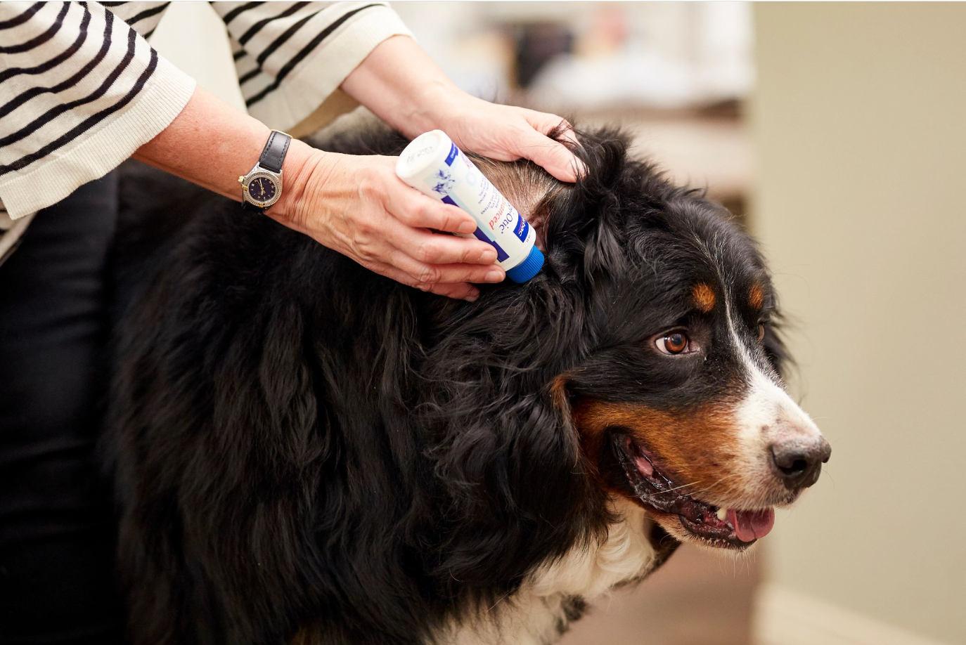 Dog being treated with Virbac EpiOtic Ear Cleanser