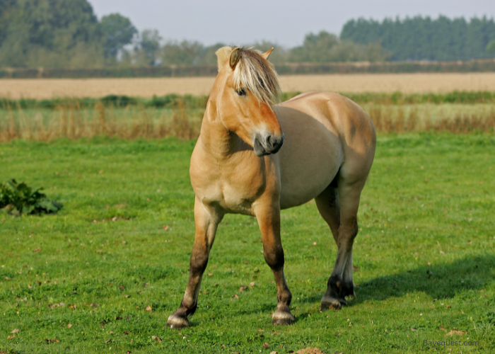  Fjord Horse Breed