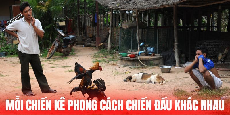 Mỗi chiến kê phong cách chiến đấu khác nhau