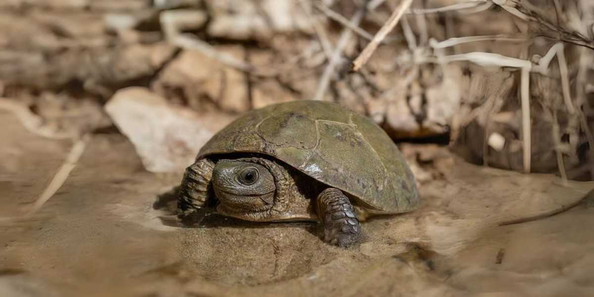 Types of Turtles in Arizona