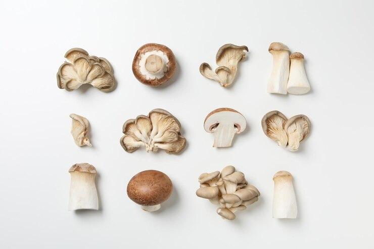 Mushrooms concept of autumn food autumn harvest