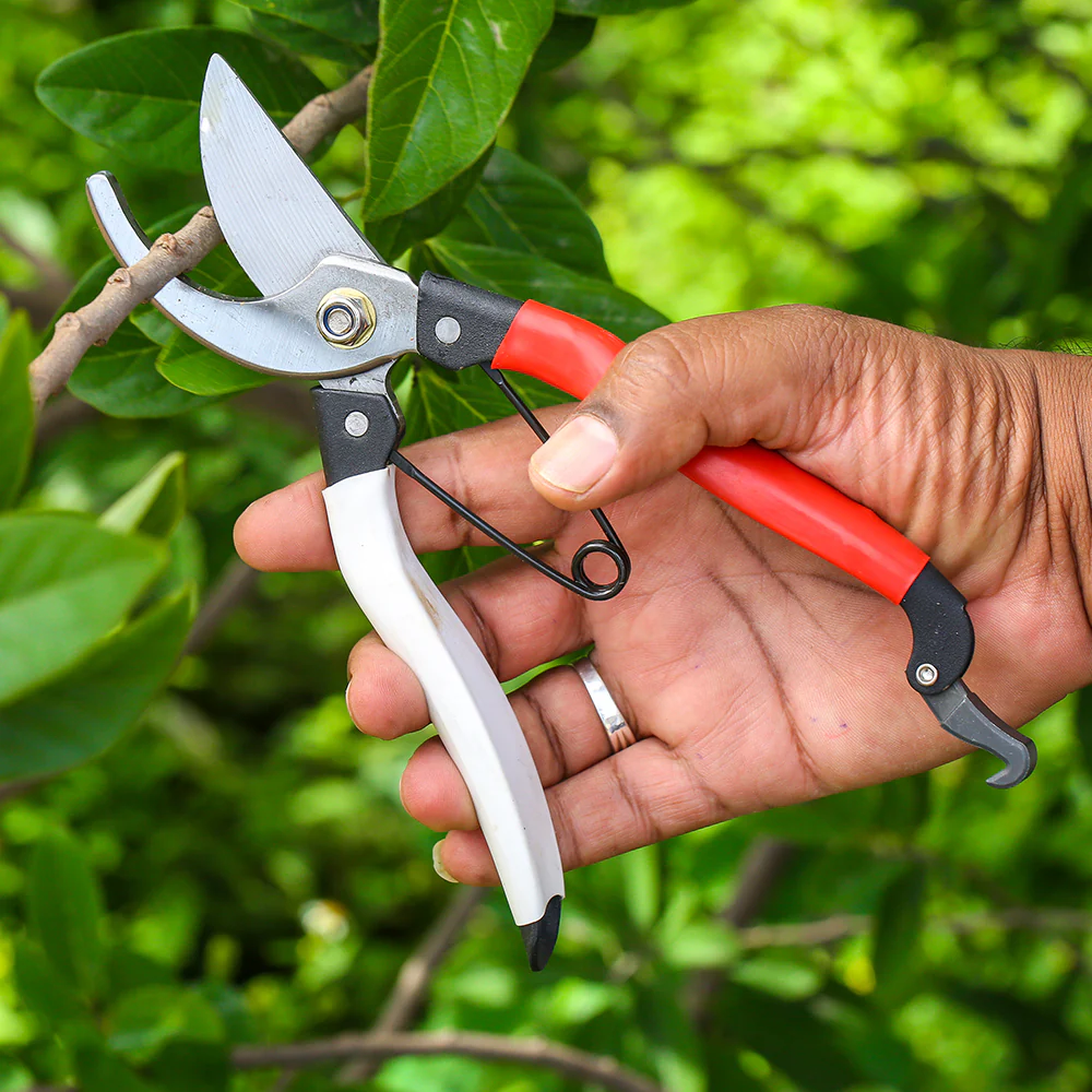 A hand holding a pruning shear to cut a branch of a tree. A Pruning shear is one of the basic essential garden tools every gardener must have