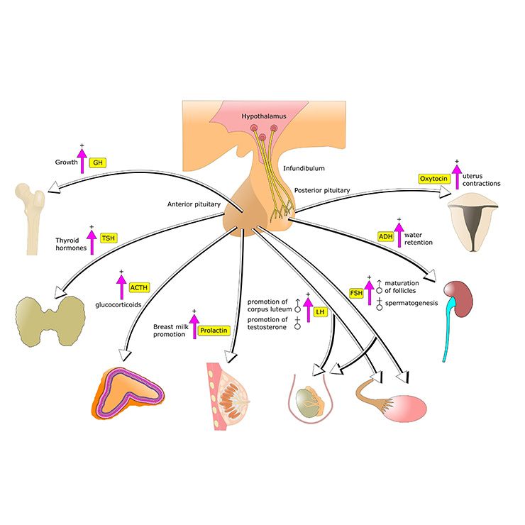 Hormone Levels