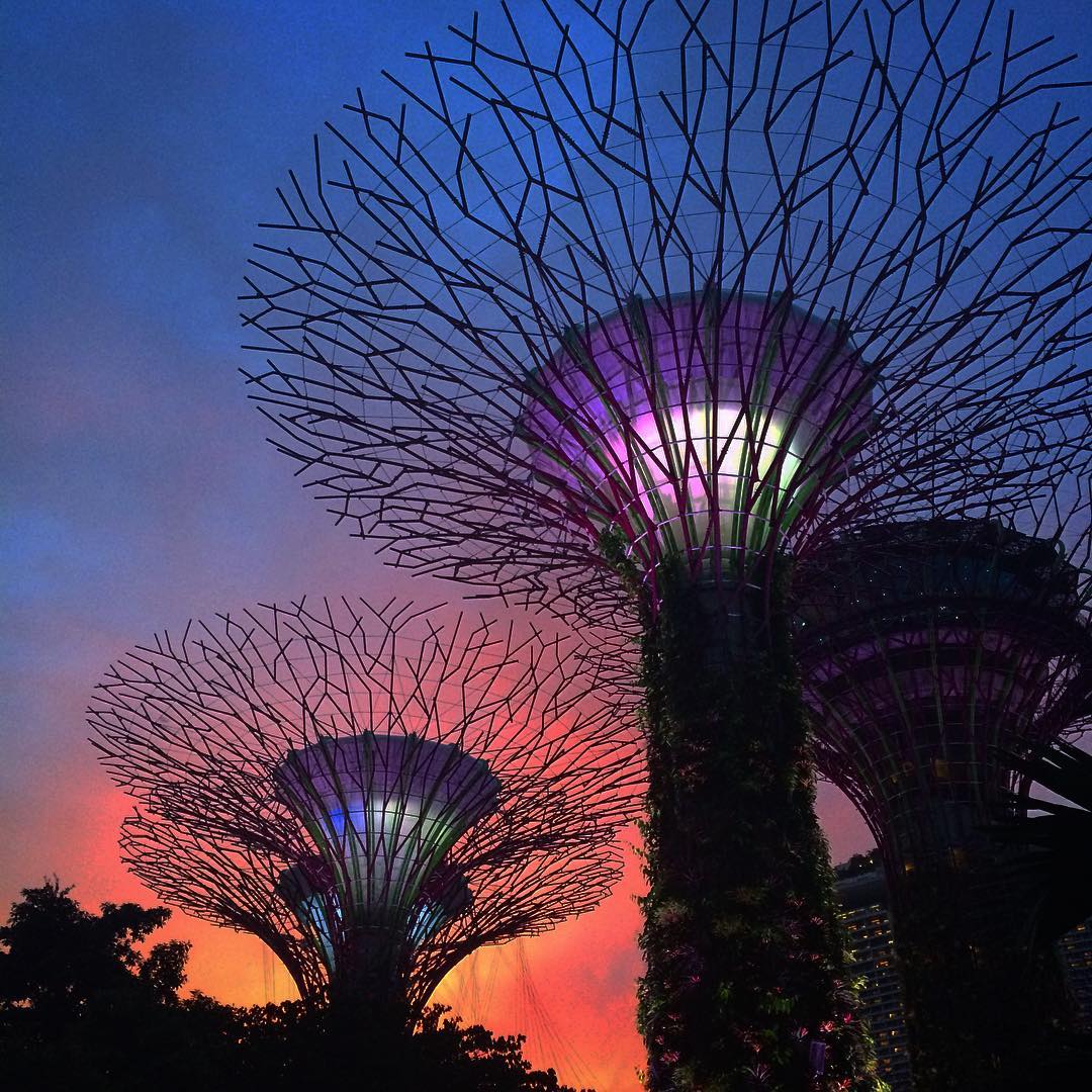 Supertree Grove