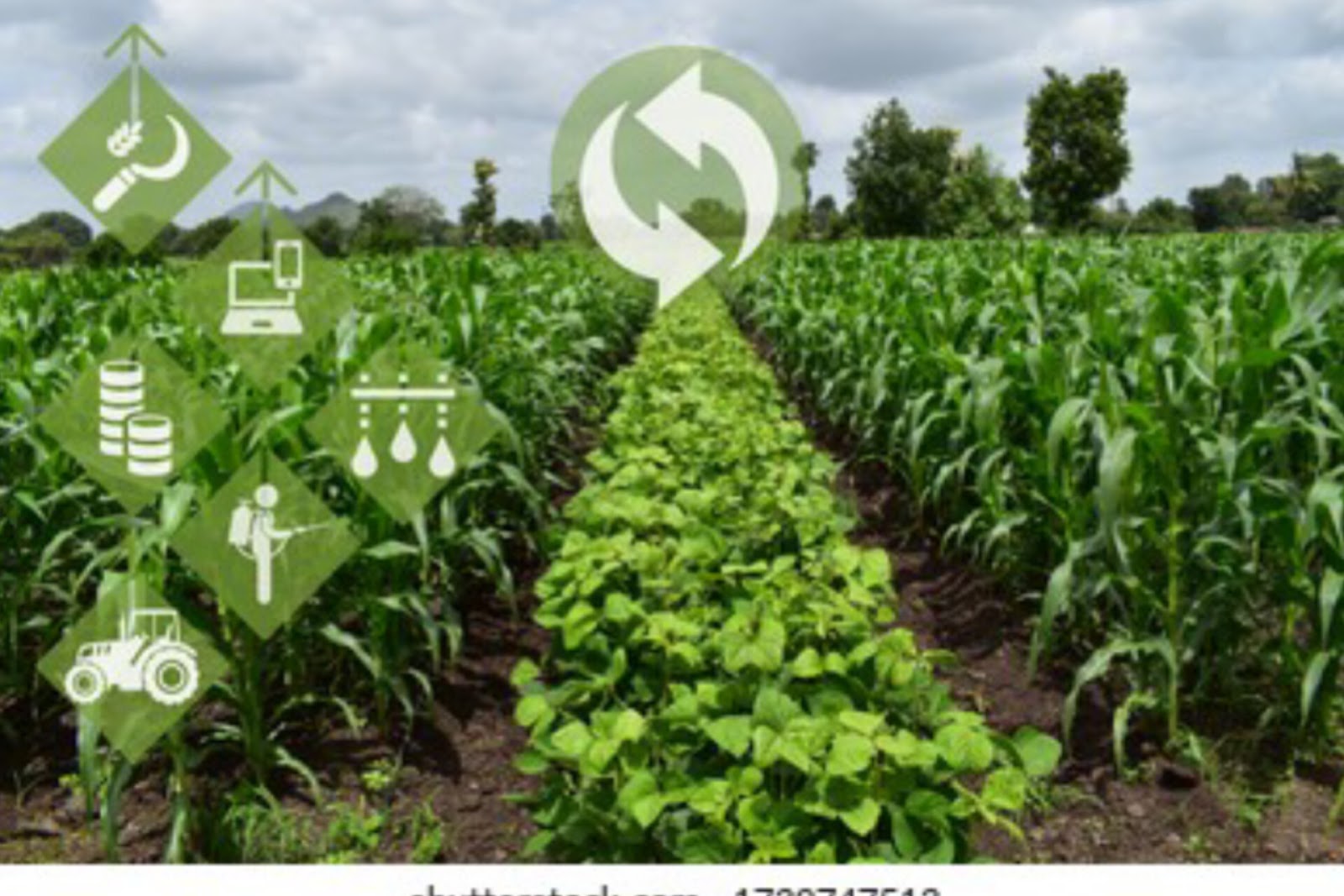 Crop Rotation Advantages : Better Soil, Better Crops