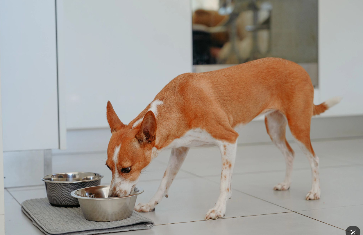 Dog food for allergies