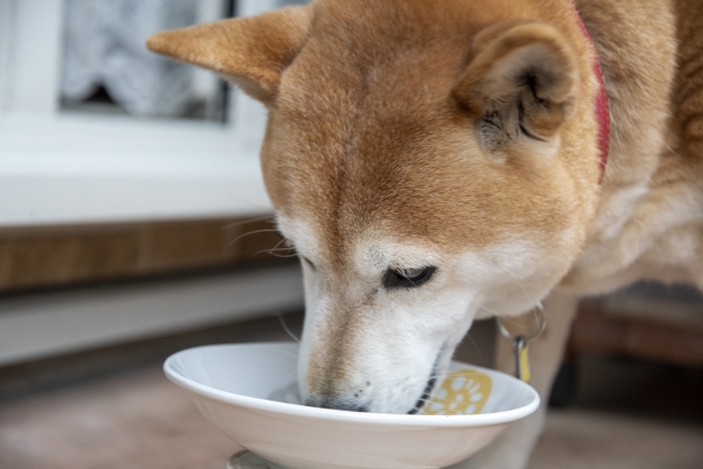 ご飯を食べている柴犬