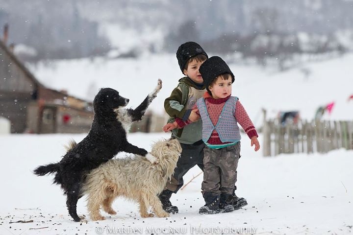 - نحوه مراقبت از سگ در زمستان