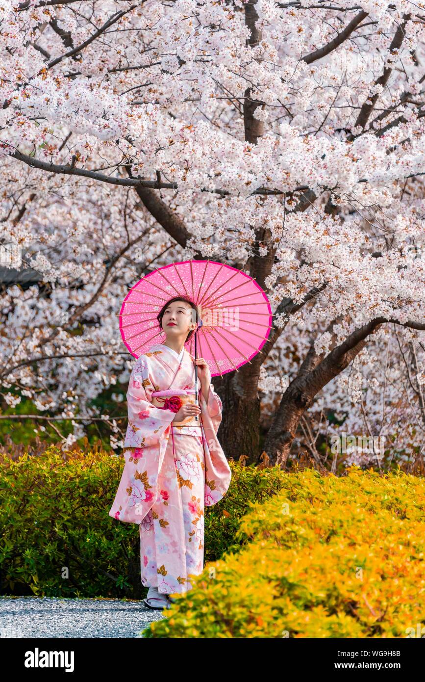 Mujer japonesa con kimono tradicional y sombrilla bajo los cerezos en flor en Kioto, mostrando una ubicación sombreada ideal para fotografías de verano.