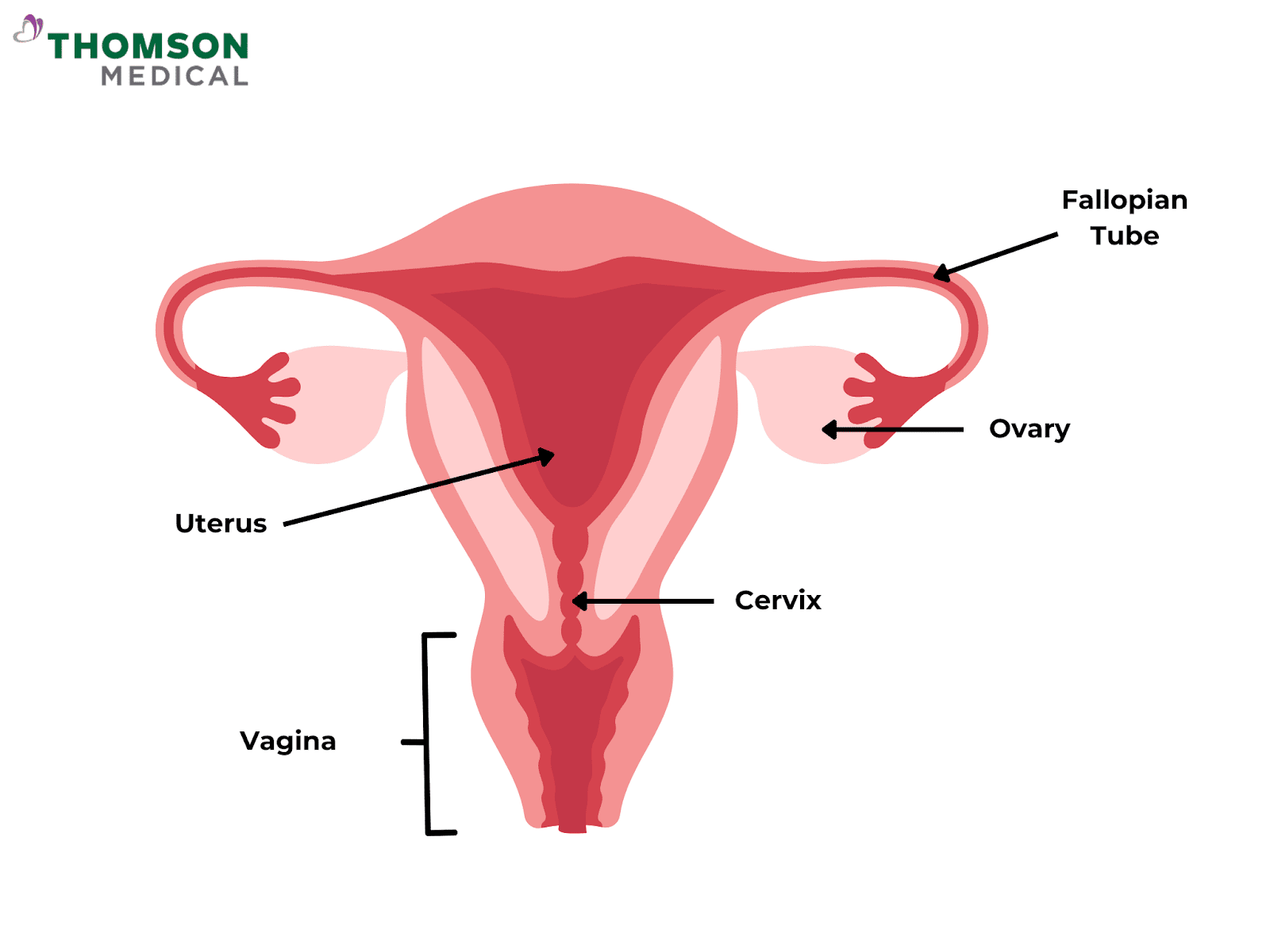 Labelled female reproductive system with cervix