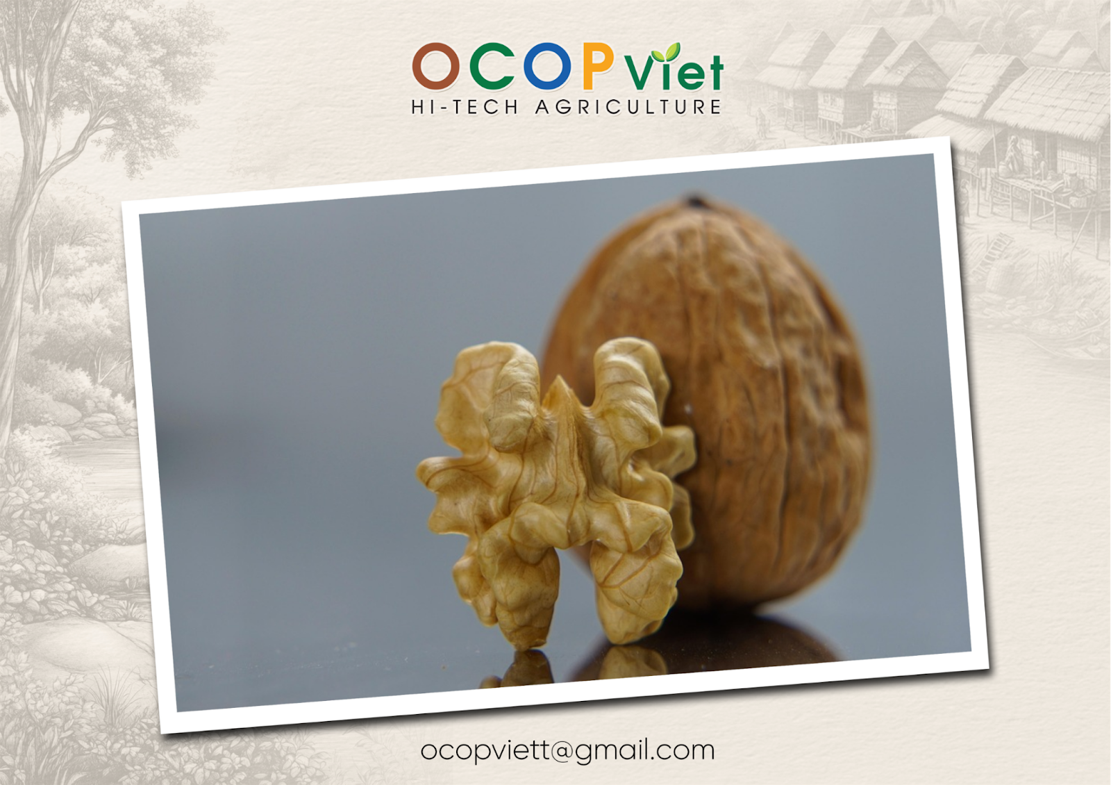 ăn quả óc chó có tốt không