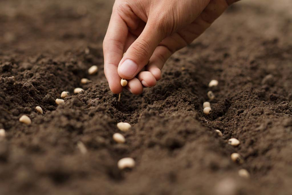 Selecting the Quality Seeds