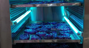 Diệt khuẩn rau củ bằng tia UV.olm