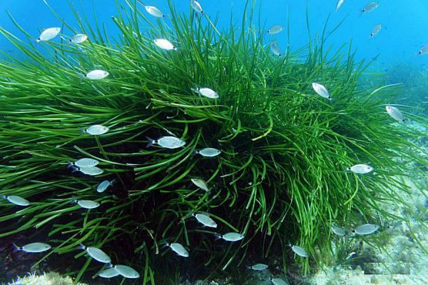 Posidonia, the lung of the Mediterranean | MedWet