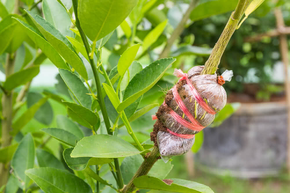 Air layering demystified: A simple propagation technique for woody plants