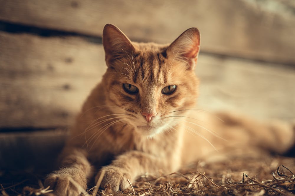 Close Up Photo of a Cat